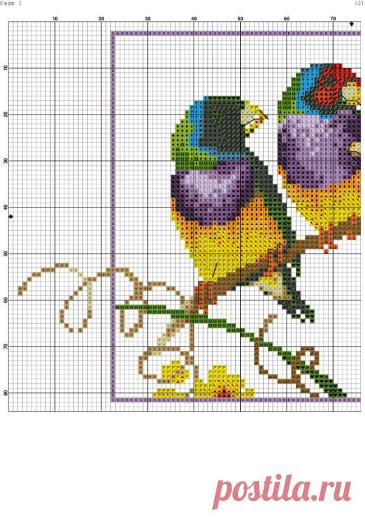 Gallery.ru / Фото #2 - Амадины Гульда - denise10