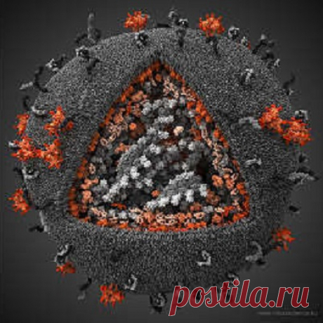ВИРУСЫ — НАШИ ТАИНСТВЕННЫЕ СОСЕДИ