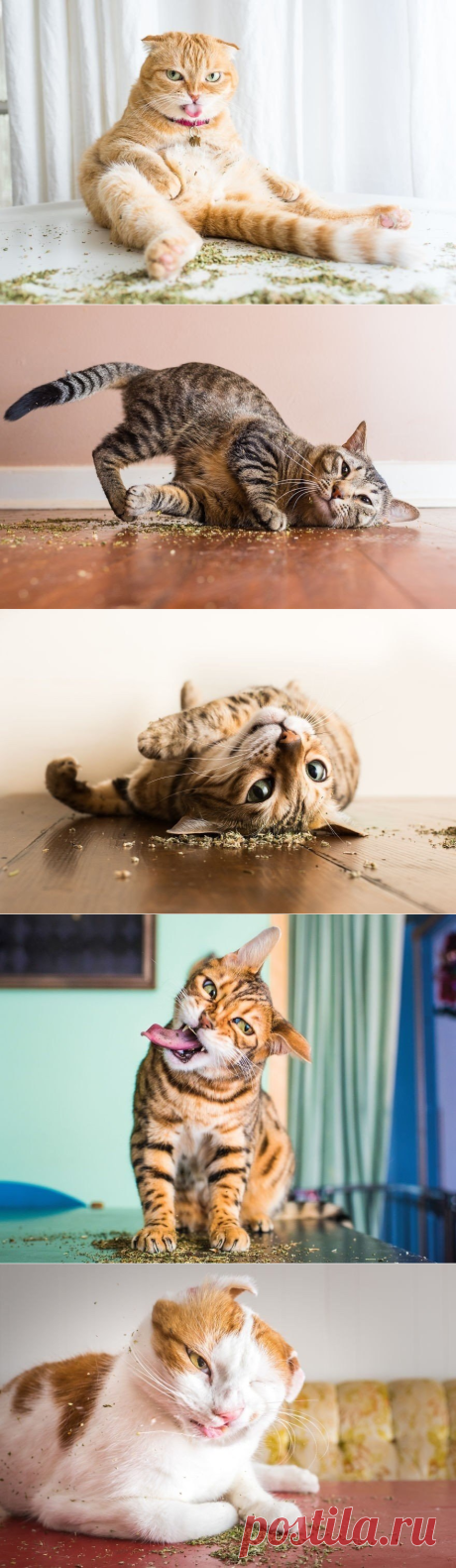 Коты и кошачья мята.