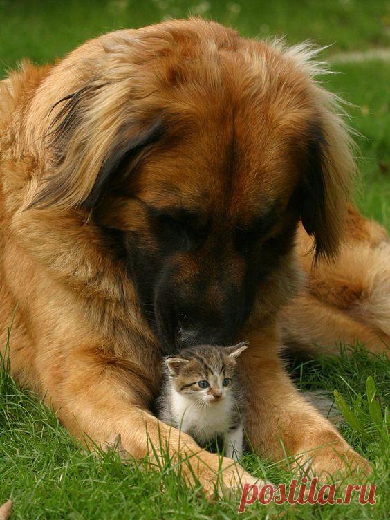 ¿Perros y gatos conviviendo? ¡Es posible!