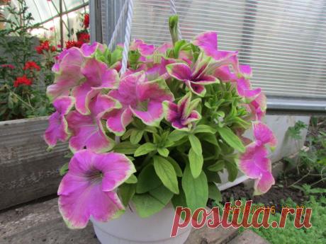 Петуния - хвастаемся цветущими растениями - Страница 15 - Форум цветоводов Фрау Флора