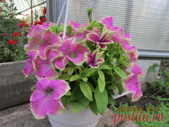 Петуния - хвастаемся цветущими растениями - Страница 15 - Форум цветоводов Фрау Флора
