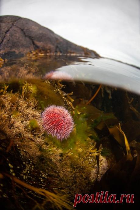 Морской ёж в Баренцевом море. Снимал Сергей Козинцев: nat-geo.ru/community/user/17263