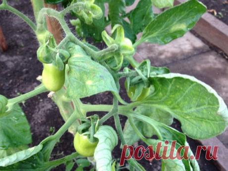 ЕСЛИ ЛИСТЬЯ НА ПОМИДОРАХ НАЧАЛИ СКРУЧИВАТЬСЯ