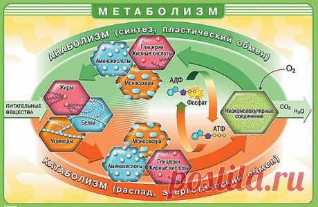 Метаболизм: тонкий механизм или качели для &quot;раскачивания&quot;? Часть 1: Здоровье - diets.ru