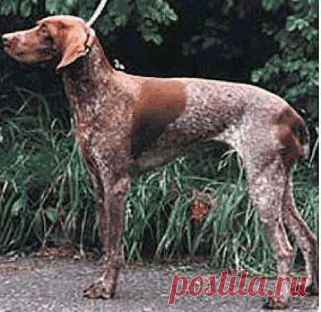 Бельгийский короткошерстный пойнтер | Породы собак | Животные и породы | Animal.ru