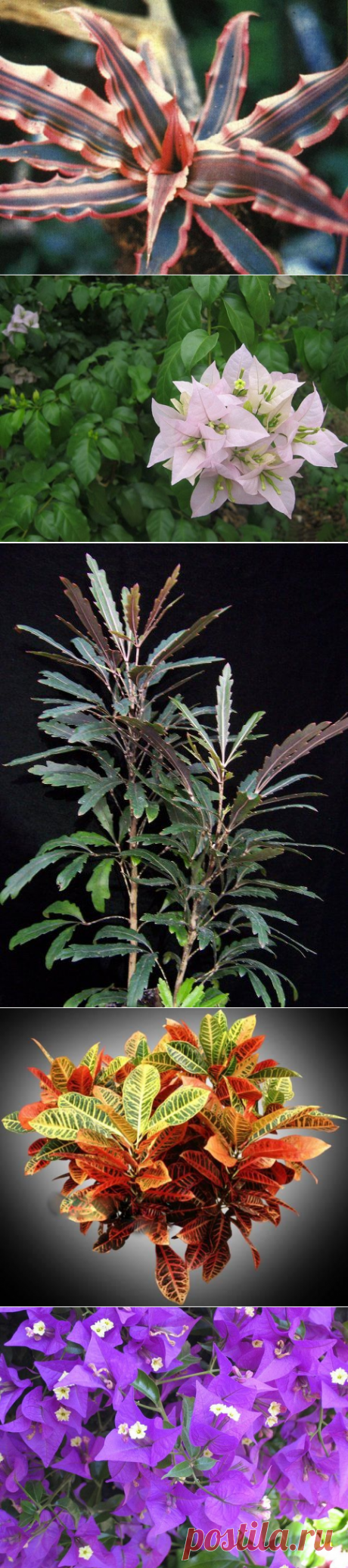 بالصور نباتات الظل وانواعها - النباتات واماكن زراعتها بالصور