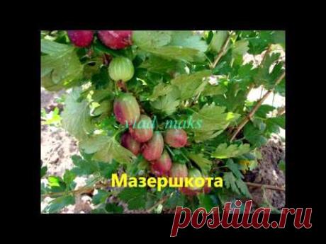 КРЫЖОВНИК - полезные и лечебные свойства. | Познавательный сайт ,,1000 мелочей"