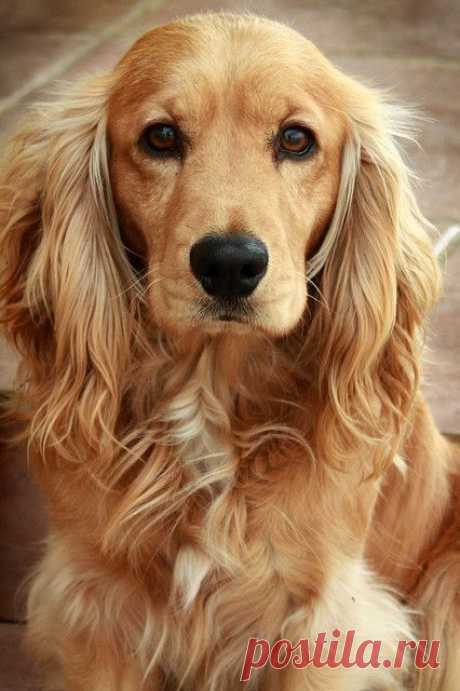Max - Cocker Spaniel от пользователя Effex Photography на Flickr  | Пин от пользователя Sandra Pimentel на доске Dogs