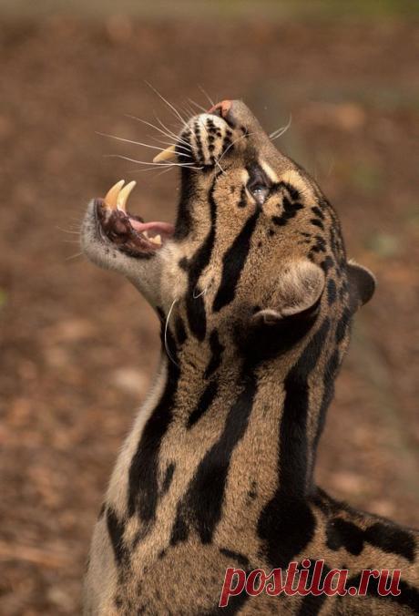 будхабар: «облачный леопард»