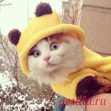 Идут, идут!!!  Включай Мендильсон!!!