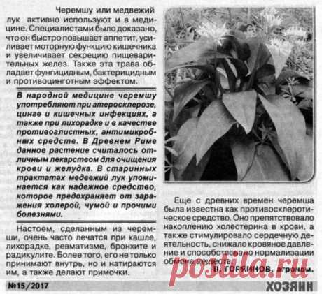 Черемша в медицине