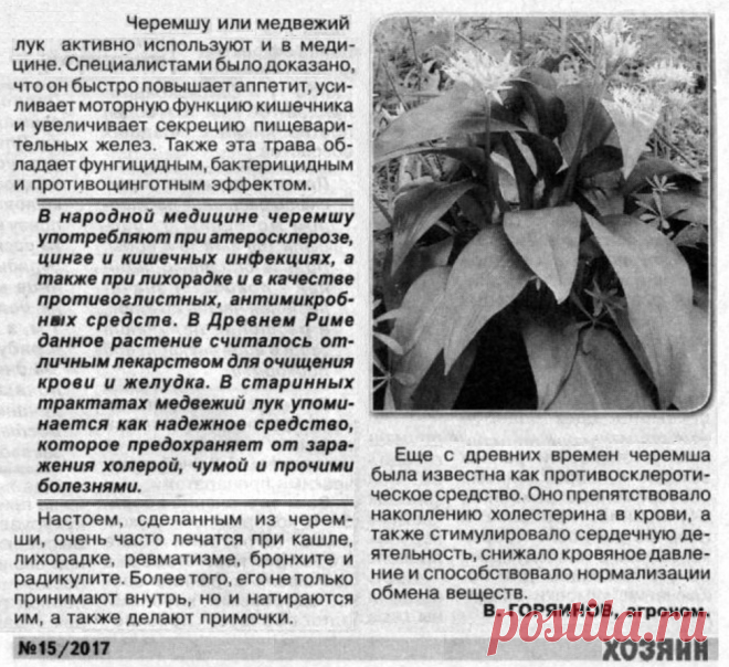 Черемша в медицине