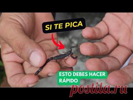 Esto debes hacer si te pica un Alacrán