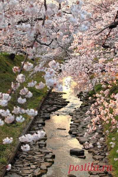Cherry blossoms in full bloom, Japan:  |  Pinterest • Всемирный каталог идей