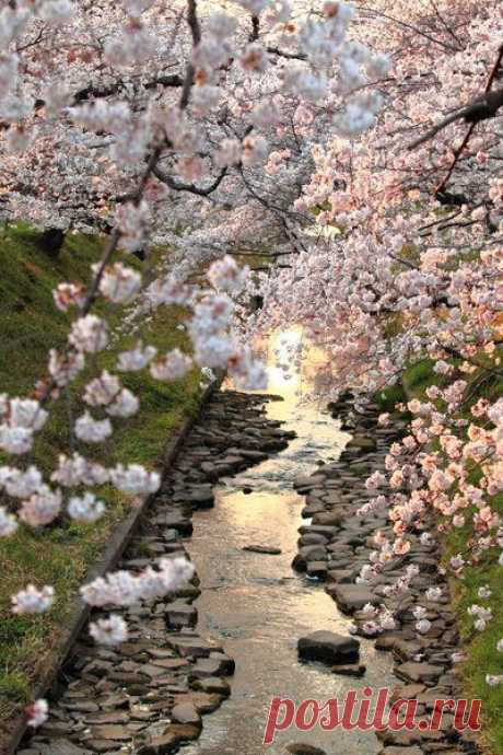 Cherry blossoms in full bloom, Japan: | Pinterest • Всемирный каталог идей