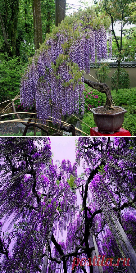 Wisteria Floribunda или Глициния Многоцветковая (семена)