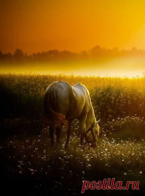 Legendary Scholar — gaiagalatea:...