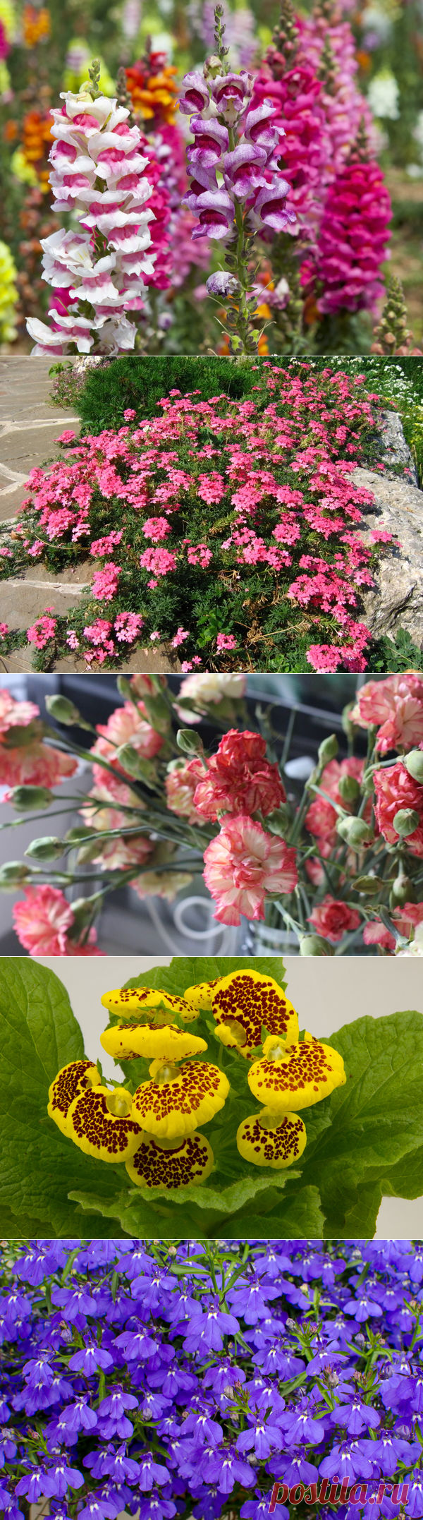 Какие цветы сеять на рассаду в январе