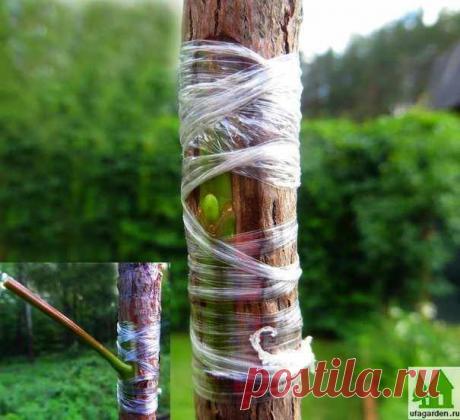 Зеленые прививки