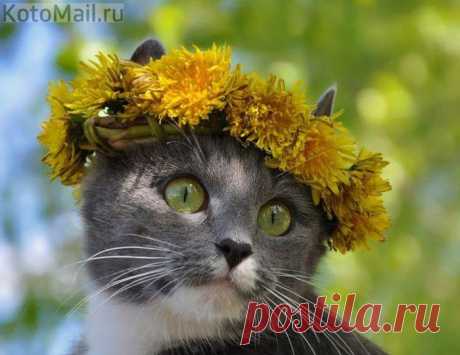 Весенний котик