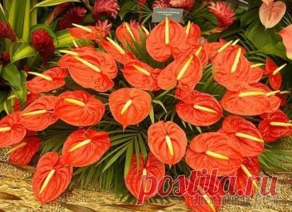 Как поливать Антуриум в домашних условиях