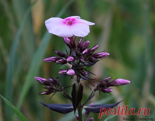 📸 #Виктор_Гончаров 🌸