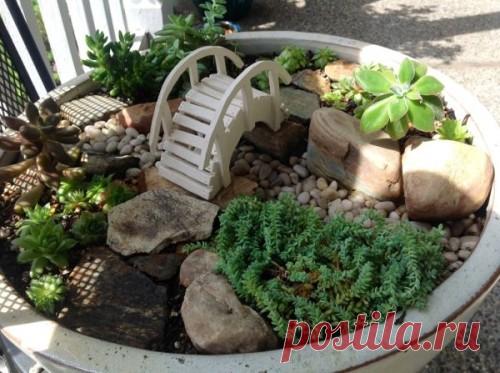 Создание мини-садов своими руками в горшках