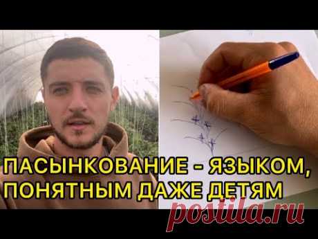 Формирование/Пасынкование томата простым языком!