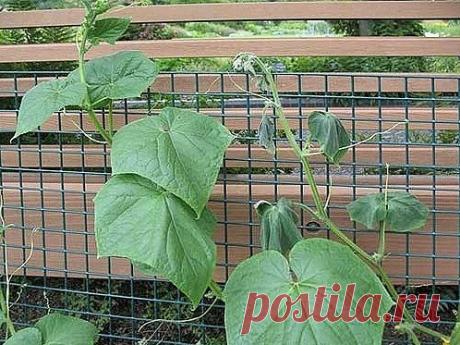 6 СОВЕТОВ, ОТ ВСЕХ БОЛЕЗНЕЙ ОГУРЦОВ!