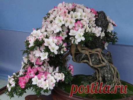 (3) Одноклассники