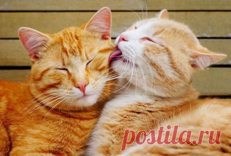 14 пронзительных цитат о любви от Классиков