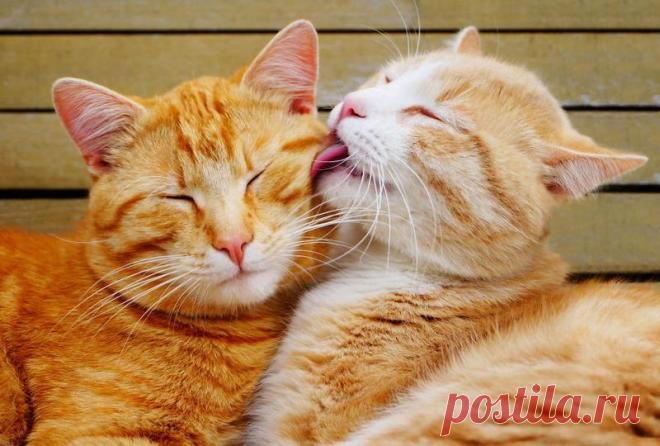 14 пронзительных цитат о любви от Классиков