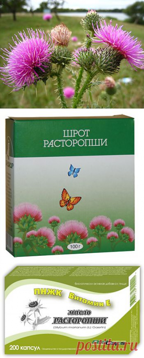 Расторопша - уникальный колючий доктор