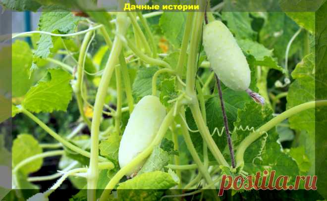 Огурцы ломающие все стереотипы: выбираем лучшие сорта-гибриды и выращиваем огурцы правильно | Дачные истории | Дзен
