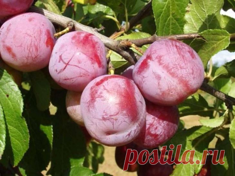 Лучшие сорта разновидности сливы Ренклод