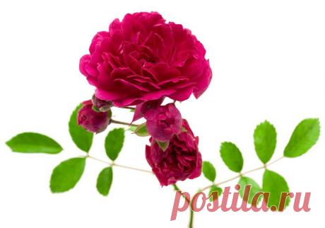 Уход за розами весной, летом, осенью. Полив, обрезка, мульчирование, удобрение розы в саду.