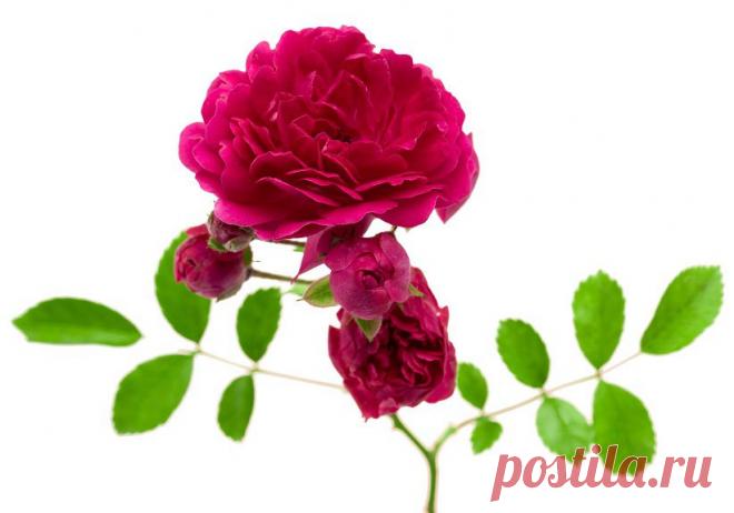 Уход за розами весной, летом, осенью. Полив, обрезка, мульчирование, удобрение розы в саду.