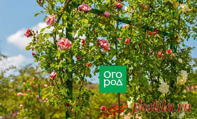 Розы в июле: что можно и нужно делать с 