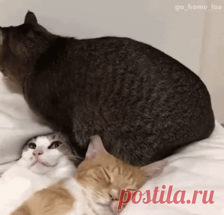 - А что такое , главное , что мне удобно...