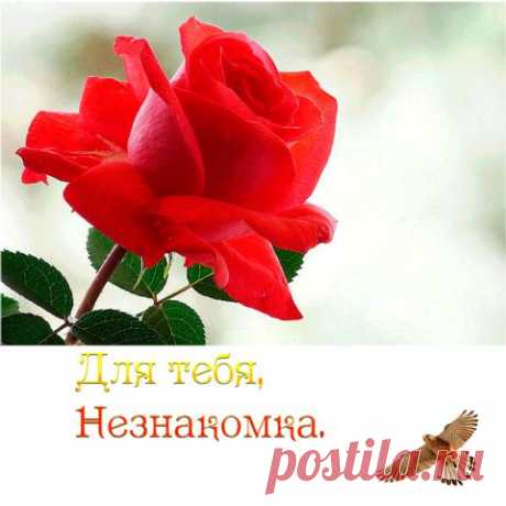 Правослaвнaя Руcь
Гена Чебурашкин