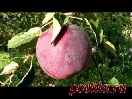 Вкус яблок Вильямс Прайд