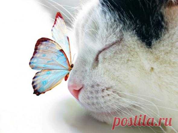 Большая подборка смешных фотографий