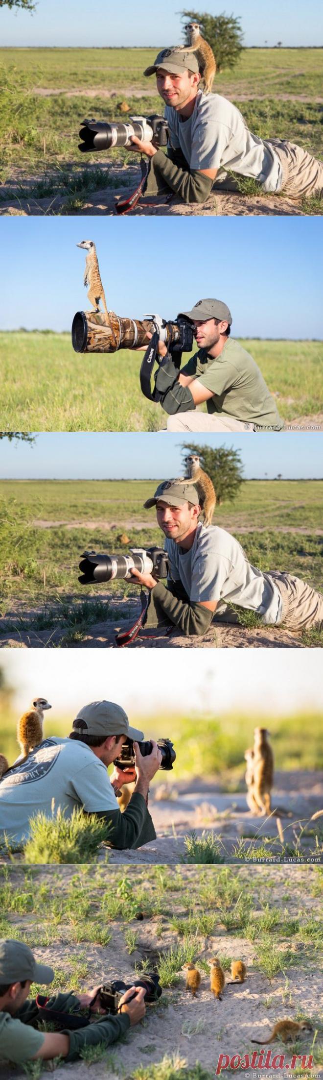 (+1) тема - Дружба между сурикатами и фотографом | Четвероногий юмор