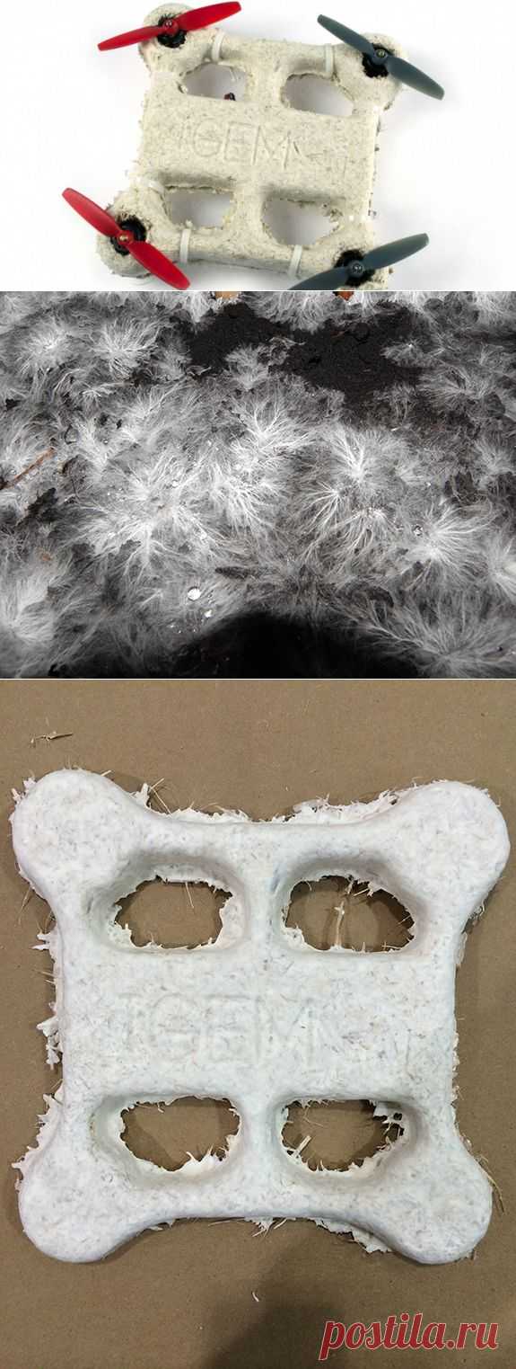 Беспилотник из грибов