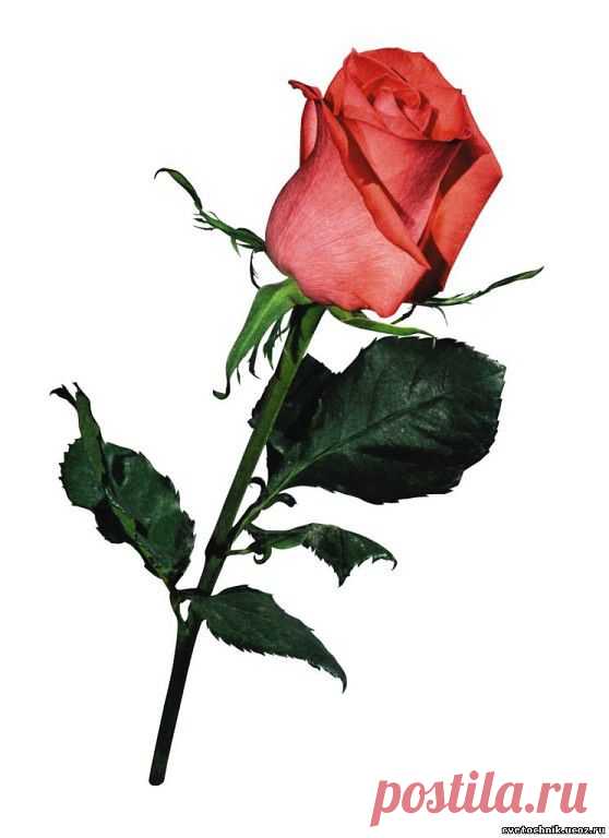 ᴼᴿᴵᴳᴵᴺᴬᴸ   SМАЙЛИКИ   (ړײ)
Валентина Кужийова