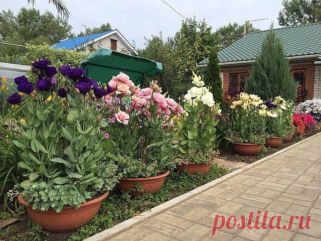 Красавицы-эустомы в саду