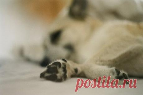 Россиянин довел собаку до полусмерти и выкинул ее в мусорный бак. Житель Верхотурья довел собаку до полусмерти и, решив, что она мертва, выкинул ее в мусорный бак. Там собаку обнаружили и спасли дворники. Они отвезли пса в ветеринарную клинику, где специалисты поставили ему капельницу с витаминами. Обессилевшего пса приютила местная жительница.