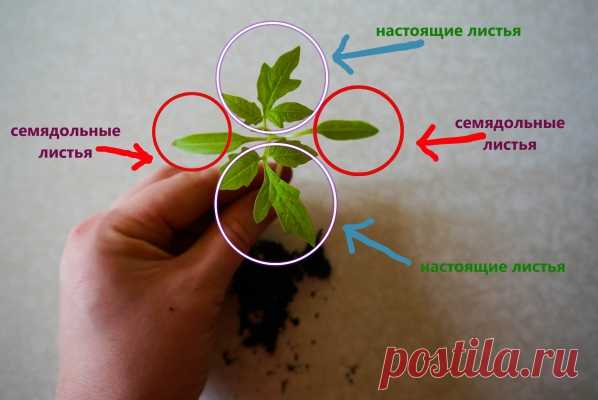 Пикировка рассады томатов: сроки, правила, уход после процедуры