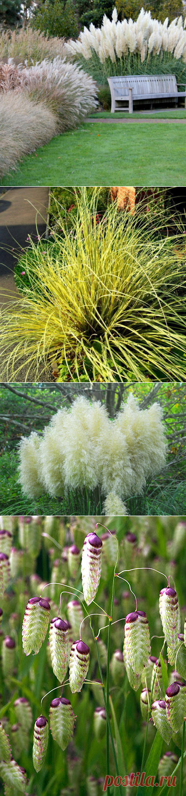 Декоративные злаки: 15 самых необычных видов